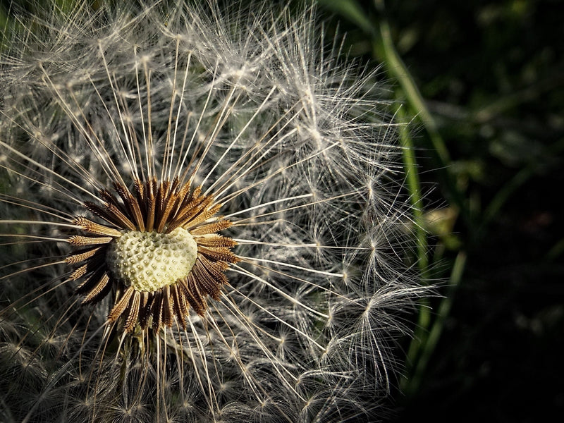Allergy & Hayfever